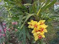 pra quem adora orquideas ..