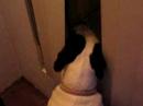 Diamond Sees a Cat