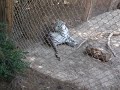 Baby tigers getting fed