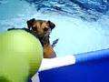 Border Terrier video