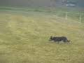 Lynn trialling at Gorla, Lombardy, Italy #1