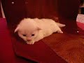 Chatterie NicNac - Portee Vanity - 18 jours - Dandy Chatterie NicNac - Portee Vanity - 18 jours - Dandy