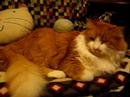 Your Brain ... On A Cat Your Brain ... On A Cat