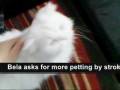 Bela, a Persian Cat - the Bond with Her Human