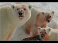 The Giant Polar Bear Jihad - The Fall of Man