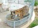 A Bengal Tiger playing with it's food bowl.