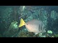 Lookdown Fish Selene vomer Lookdown Fish Selene vomer
