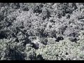 Canopy Tour - Jamaica