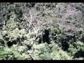 Canopy-Tour-Jamaica