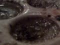 Escargot