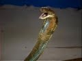 King Cobra Kiss - Phuket