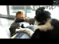 Bambino piccolo gioca e ride da morire con un cane grosso (Terranova) Bambino piccolo gioca e ride da morire con un cane grosso (Terranova)