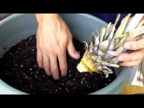 how to replant a pineapple plant