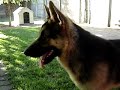 Pastor Alemán - German Shepherd BALTO 13 meses. Video 1 Pastor Alemán - German Shepherd BALTO 13 meses. Video 1
