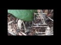 RED Wood Ants gather living Caterpillars / Rode Bosmieren verzamelen rupsen