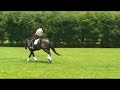 Lusitano for Dressage - Nicolusitanos - Zealand