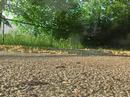 tamiya sand scorcher