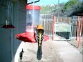 Wingscapes Birdcam: hummingbirds, orioles and woodpeckers