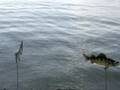 Walleye jumping out of lake