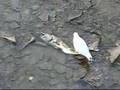Dead salmon, Credit River, Mississauga