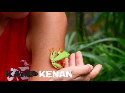 YouTube reptile video