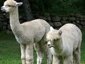 Alpacas of Spring Brook Farm