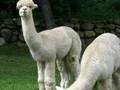 Alpacas of Spring Brook Farm