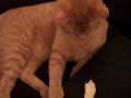 Hanabi and Satochi hate oranges