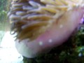 Maroon Clownfish and Anemone