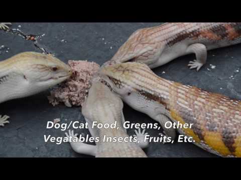 YouTube reptile video