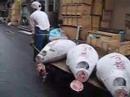 I've been Tsukiji'd, Tsukiji Fish Market, Tokyo