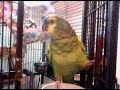 Maui (my female blue front amazon) does her cuckoo routine