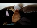 Click here to watch this video Cone Head Cat