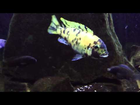 how to make mbuna grow faster