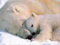 videos de Sarah Palin is the Michael Vick of Alaska.....