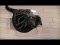 小さ過ぎる箱とねこ。-too Small Box And Maru.