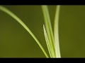 ناظم الغزالي - يا راهب الدير