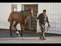 Horse racing clip