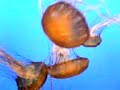 jellyfish
