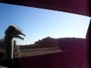 Ostrich Attack Ostrich Attack