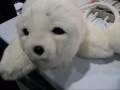 CES 2009: Paro Robot Therapy Seal Pup