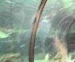 AQUARIUM- BARCELLONA-galleria squali