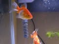 Goldfishes digging for food...their favourite hobby!