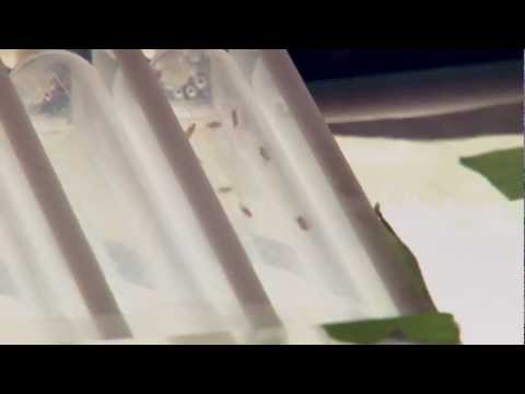 See video