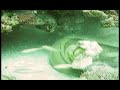 Green Moray eel Vs. Reef Octopus