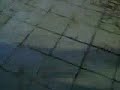 funny Sudanese kick box fighting