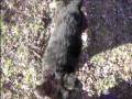 videos de pups 6 weeks 4 days 001.avi