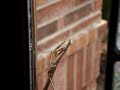 praying mantis cleans her antenna