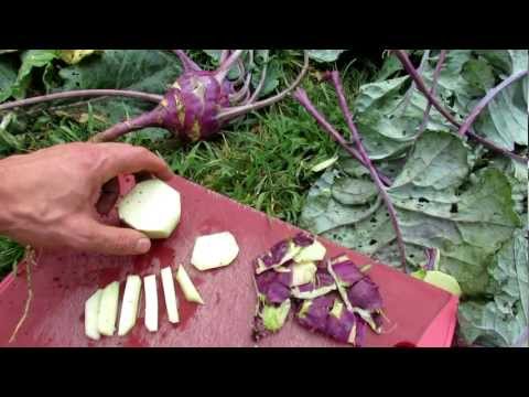 how to harvest purple kohlrabi