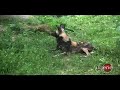 African Wild Dogs at the Erie Zoo
